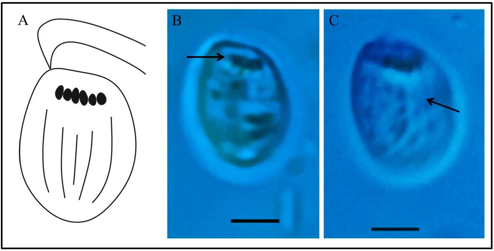 Image de Cryptophyceae