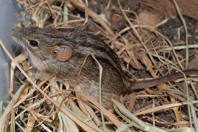 Image of Four-striped Grass Mouse