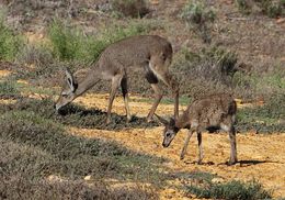 Image of Grey Rhebok