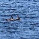 Слика од Lagenorhynchus obscurus (Gray 1828)