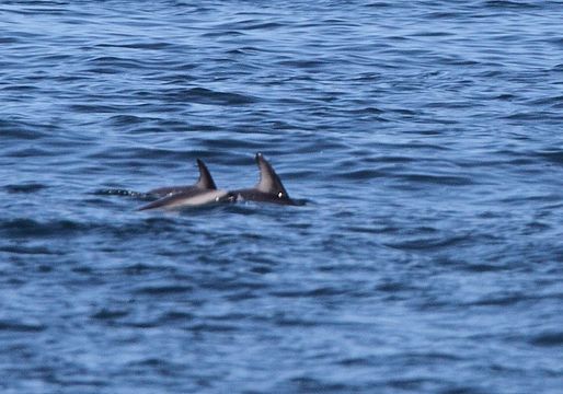 Image de Lagenorhynchus Gray 1846