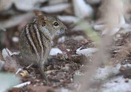 Image of Four-striped Grass Mouse