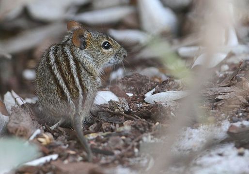 Rhabdomys Thomas 1916 resmi