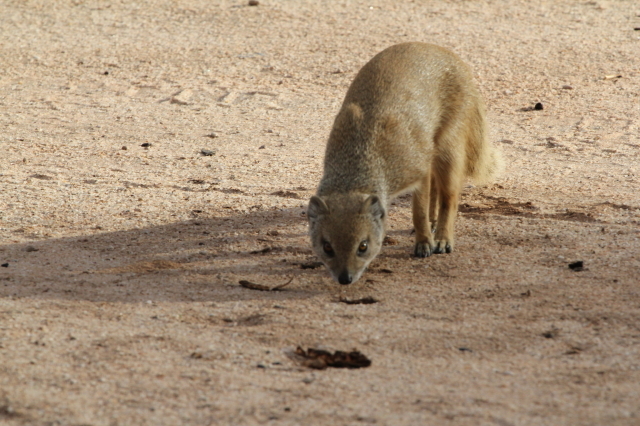 Image of Yellow Mongoose