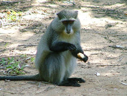 Image of Samango Monkey