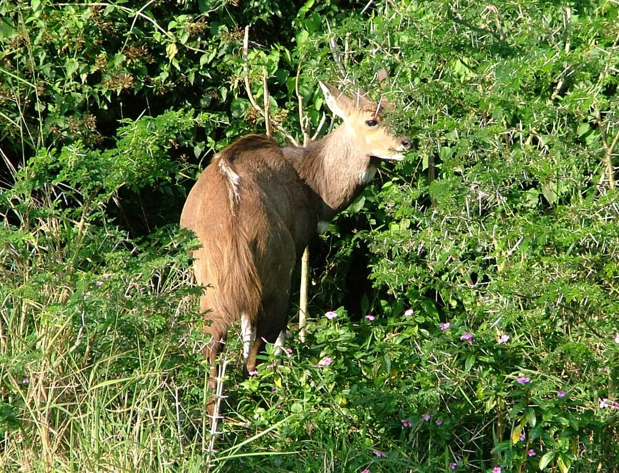 Image of Bushbuck