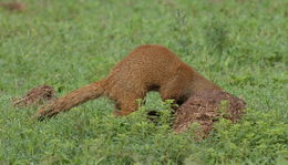 Image of Yellow Mongoose