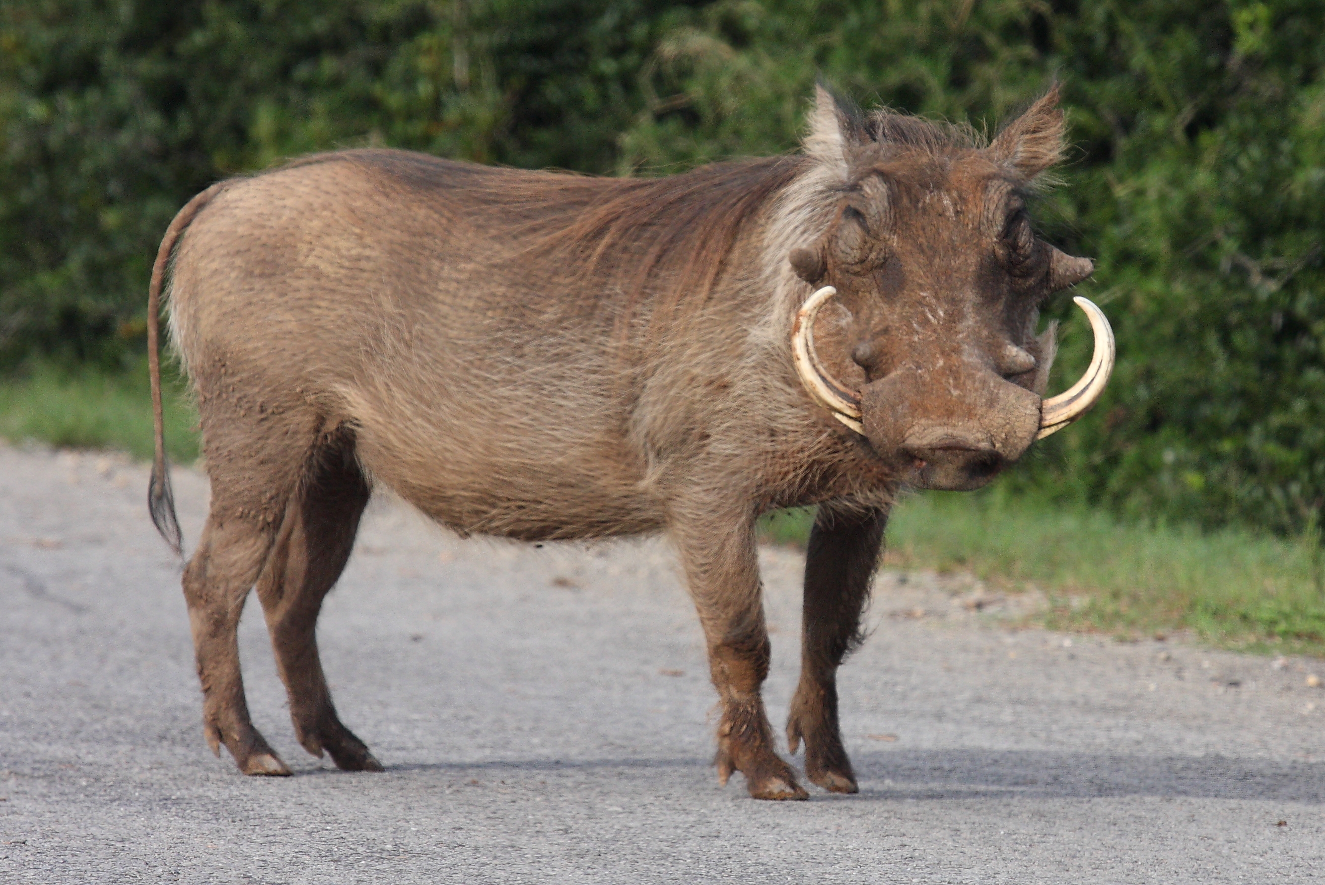 Image of Common Warthog