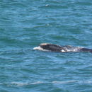 Image of Southern Right Whale