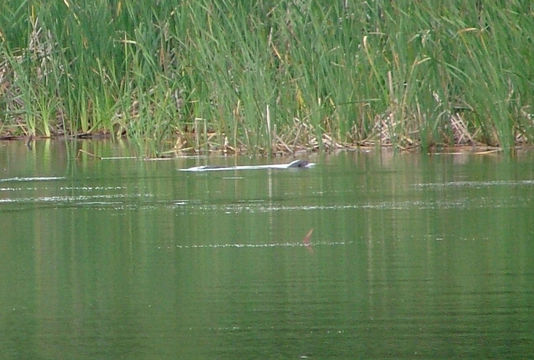 Image of Spotted-necked otter