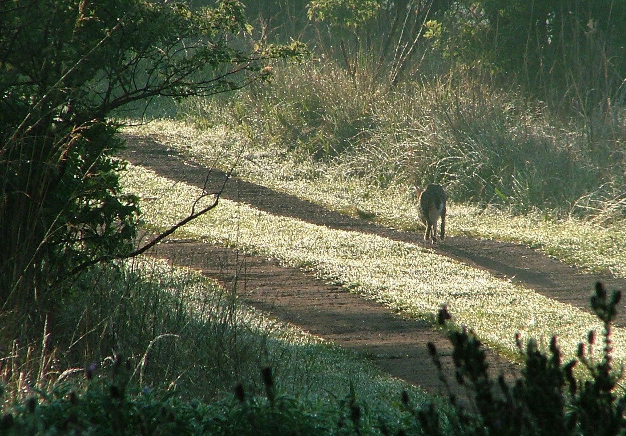 Image of Savannah Hare