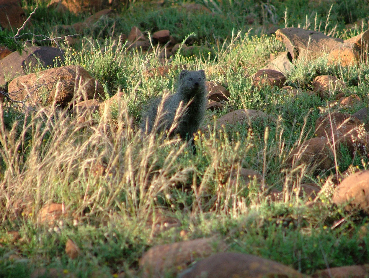 Image of Cape Gray Mongoose -- Small Grey Mongoose