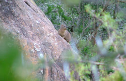 Image of Rock Hyrax