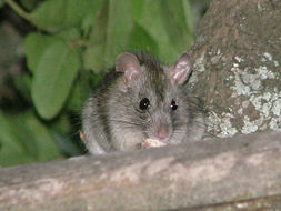 Image of Rattini