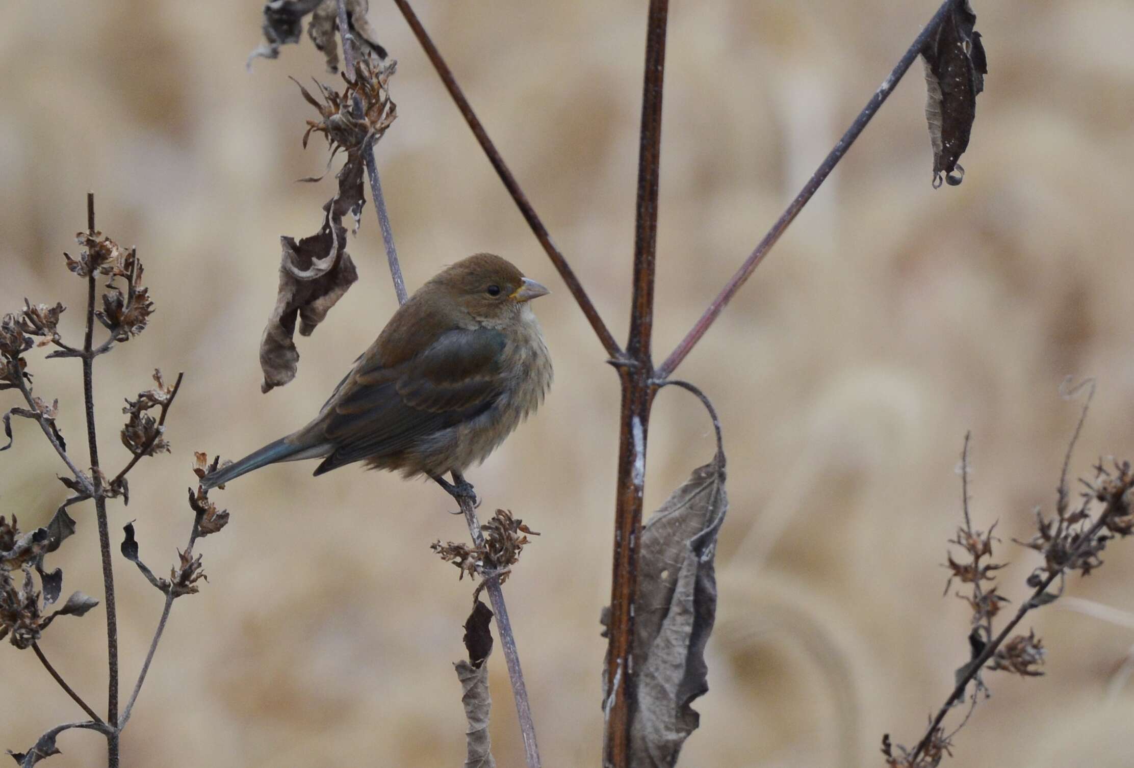 Image of Indigo Bunting