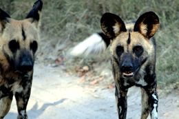 Image of African Hunting Dog