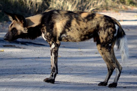 Image of African Hunting Dog