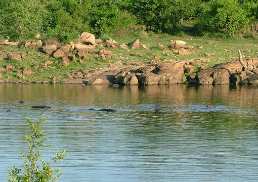 Image of Common Hippopotamus