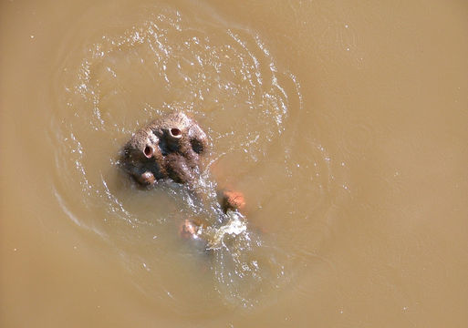 Image of Common Hippopotamus