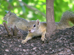 Image of Smith's Bush Squirrel