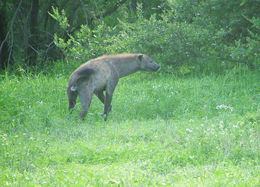 Image of Spotted Hyaenas