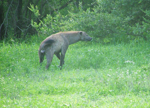 Image of Spotted Hyaenas