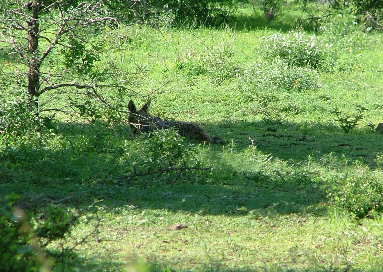 Image de chacal à chabraque