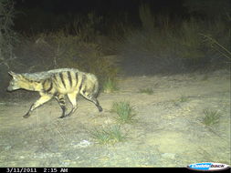 Image of Aardwolves