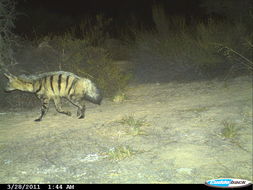 Image of Aardwolves