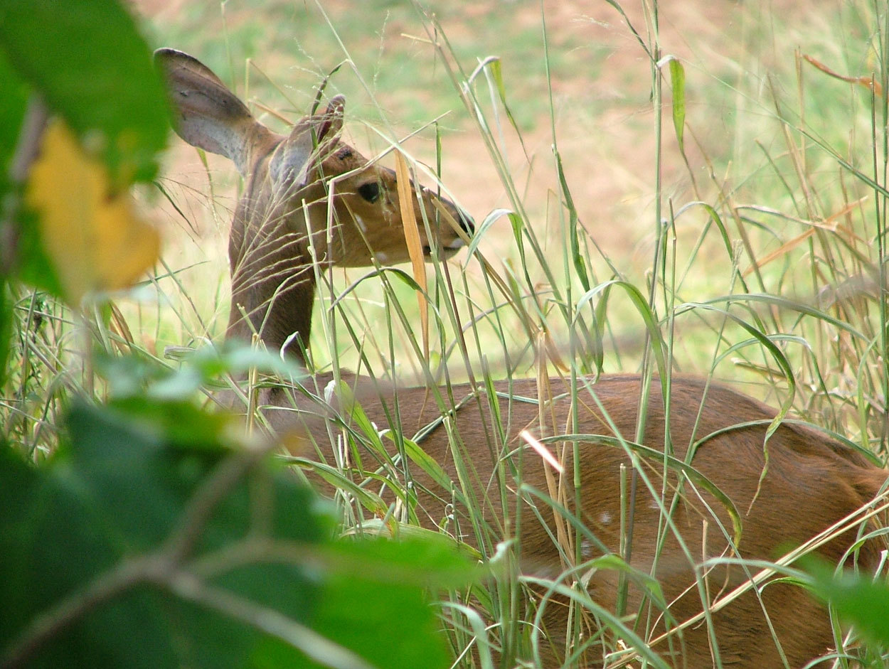 Image of Bushbuck