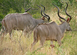 Image of Greater Kudu