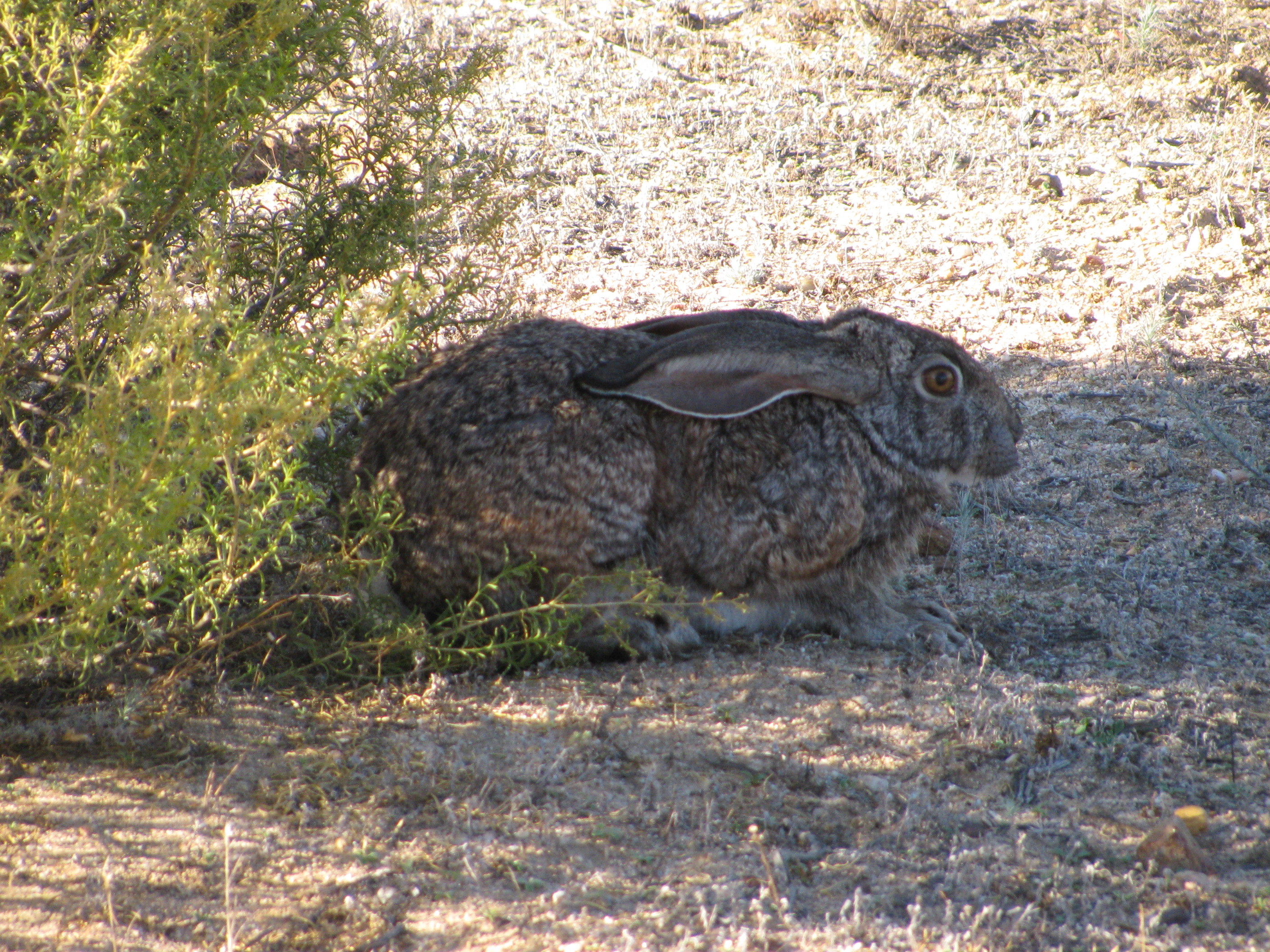 Image of Cape hare