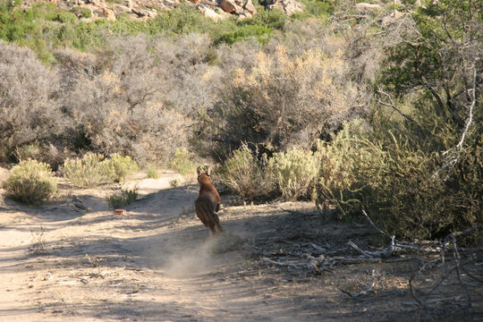 Image of Caracals