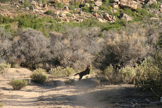 Image of Caracals