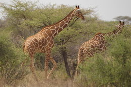 Image of Reticulated Giraffe