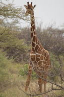 Image of Reticulated Giraffe