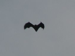 Image of Seychelles Flying Fox