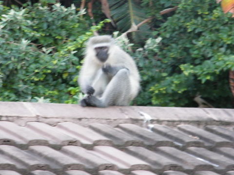 Image of Vervet Monkey