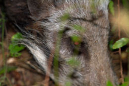 Image of Bush-pig