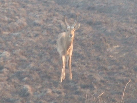 Image of Reedbuck