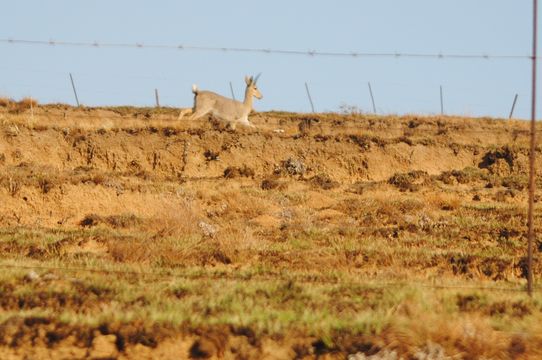 Image of Grey Rhebok