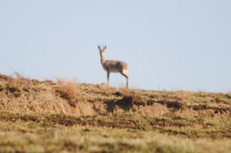 Image of Grey Rhebok