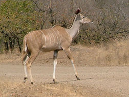 Image of Greater Kudu