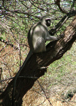 Image of Vervet Monkey