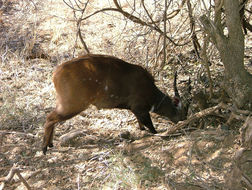 Image of Bushbuck