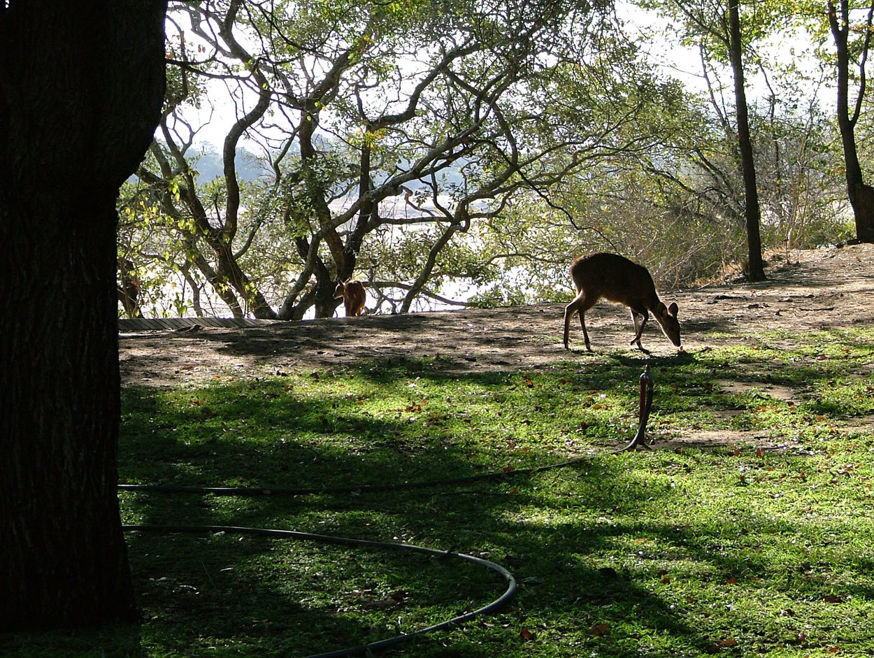 Image of Bushbuck