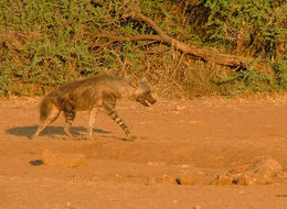 Image of Brown Hyena -- Brown Hyaena