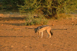 Image de chacal à chabraque