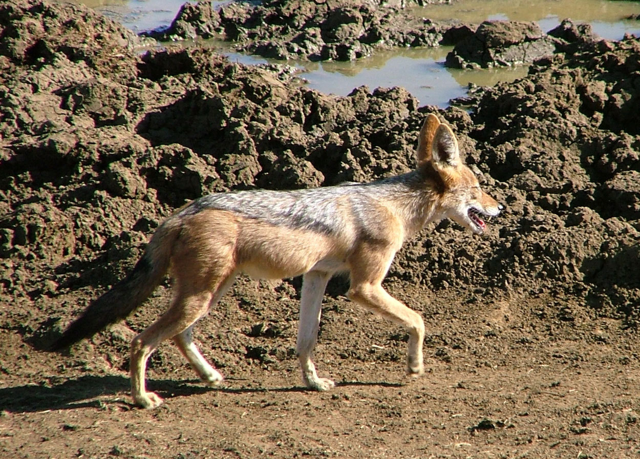 Image de chacal à chabraque