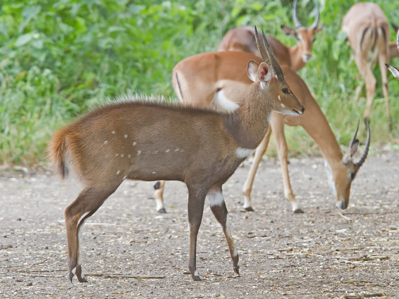 Image of Bushbuck